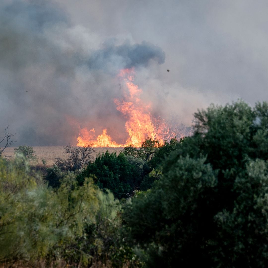 Arantza Pérez Oleaga, directora forestal de ASPAPEL: “No es el fuego lo que destruye el bosque, es lo que no hacemos por cuidarlo”
