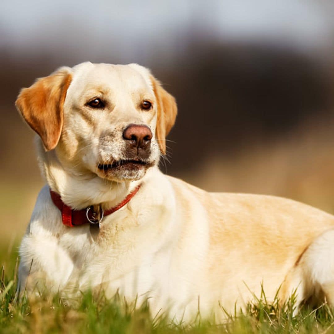 '¿Por qué mi perro se come las heces?'