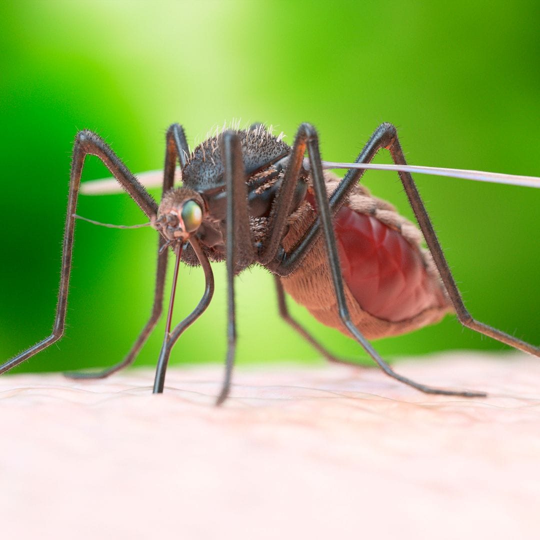 Ni citronela ni limón, el antimosquitos más eficaz está en tu cocina