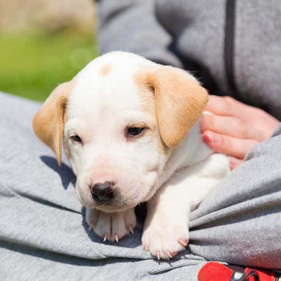 Sentencia pionera por maltrato en una tienda de animales