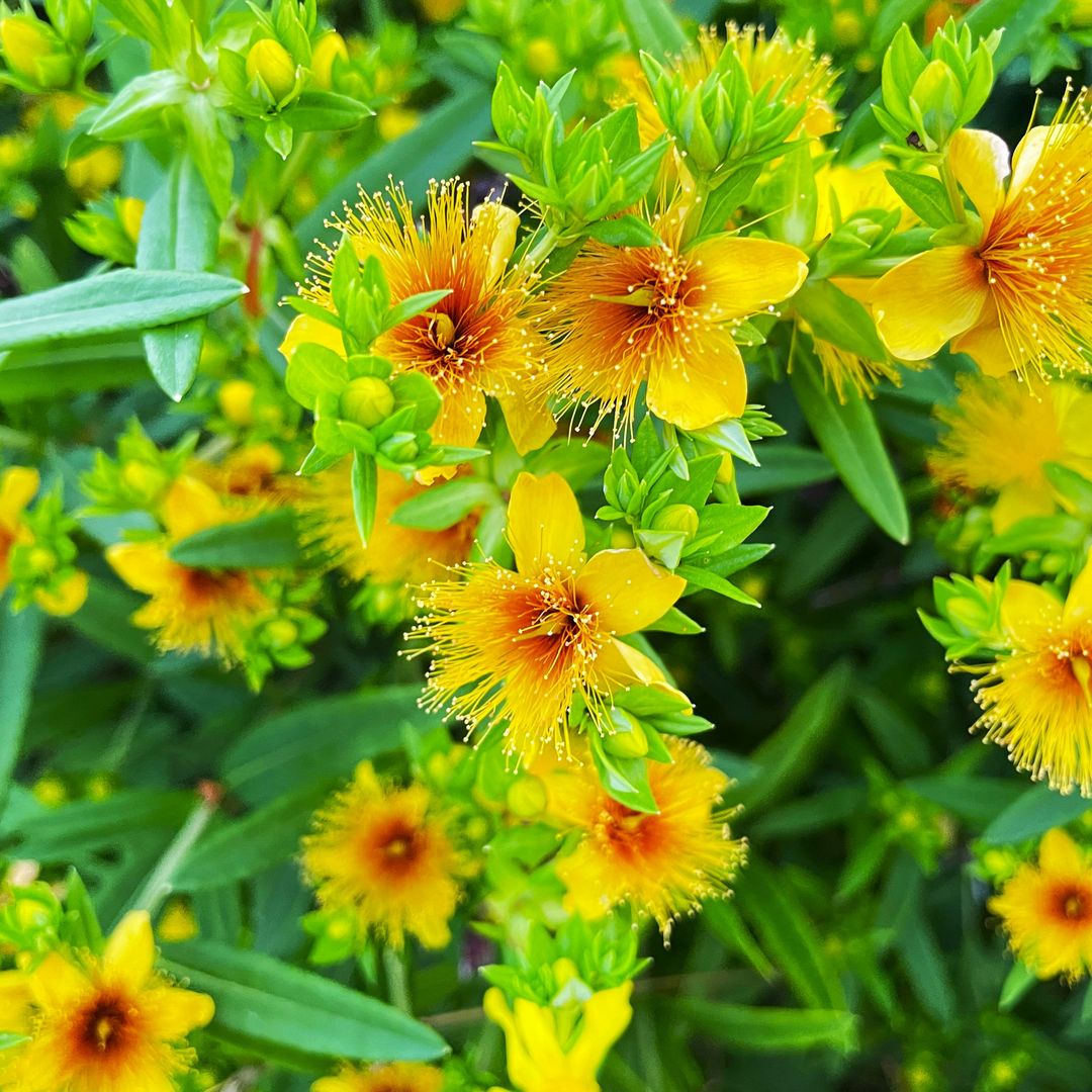 Hierba de San Juan: así es la planta fácil de cuidar que llena de flores el jardín en primavera