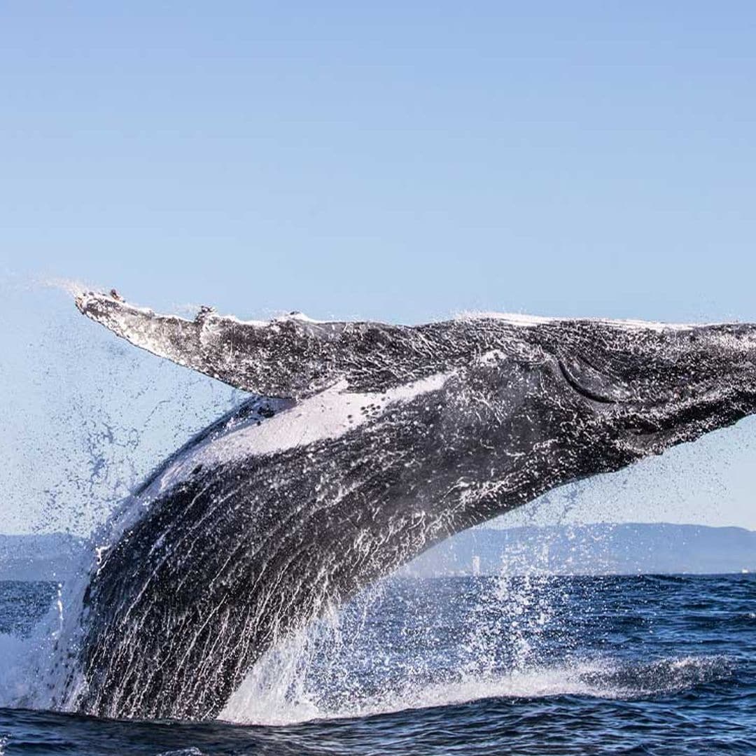 Los mejores lugares del mundo para avistar ballenas