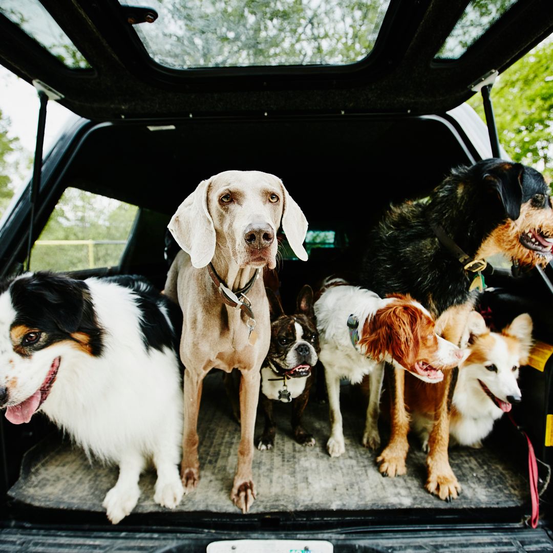 Ni labrador ni border collie: las 7 razas de perro que mejor se adaptan a tus rutinas y la vida en casa