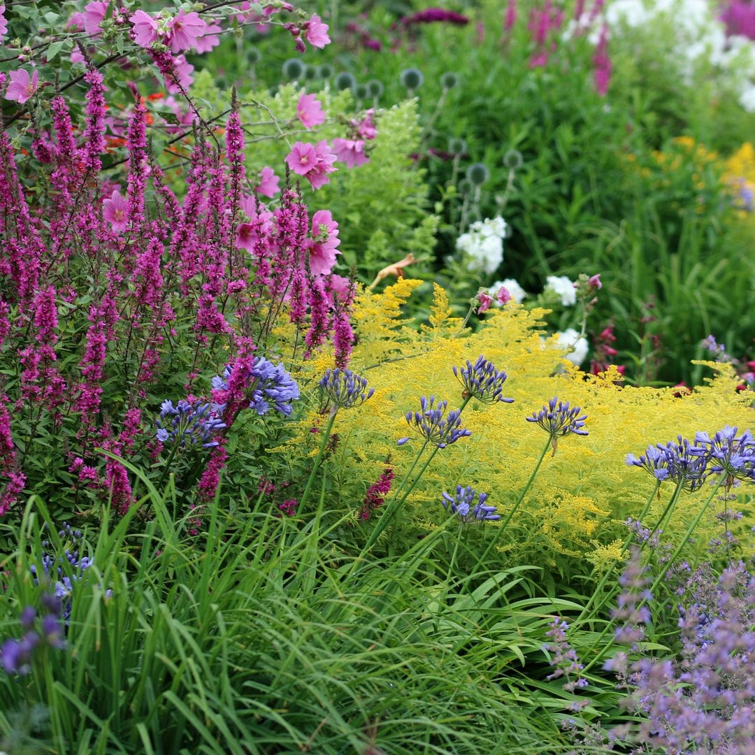 Qué son las plantas vivaces y cuáles elegir para dar color a tu jardín en invierno