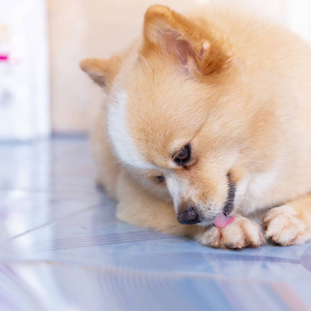 Mi perro se lame mucho las patas, ¿debo preocuparme?
