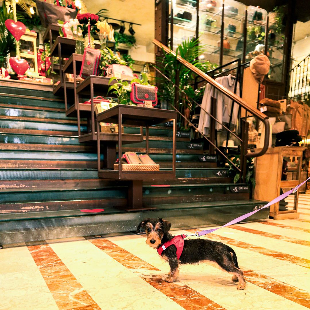 Perro en la tienda de Salvador Bachiller en Alcalá 151, Madrid.
