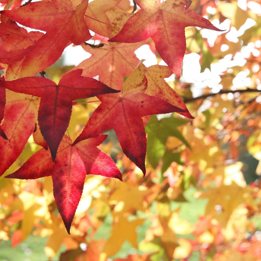 El árbol de origen americano que convierte cada rincón en un espectáculo de otoño con sus hojas rojas y doradas