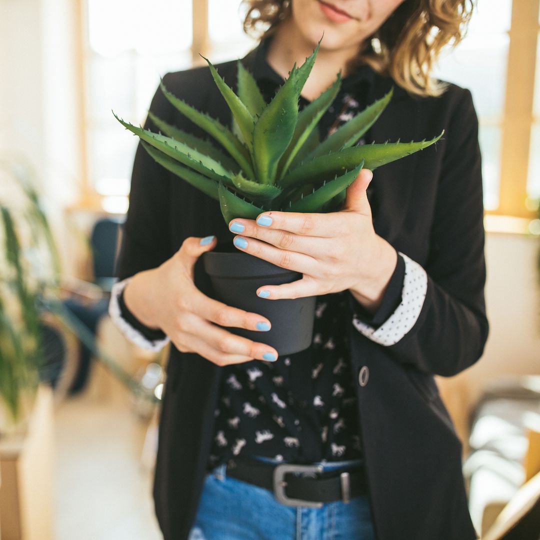 Planta de aloe vera: cómo cuidarla en casa y errores que debes evitar para aprovechar su gel natural