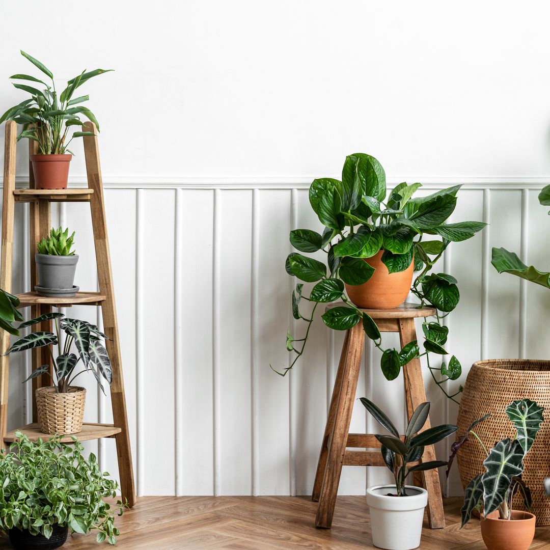 Plantas de interior