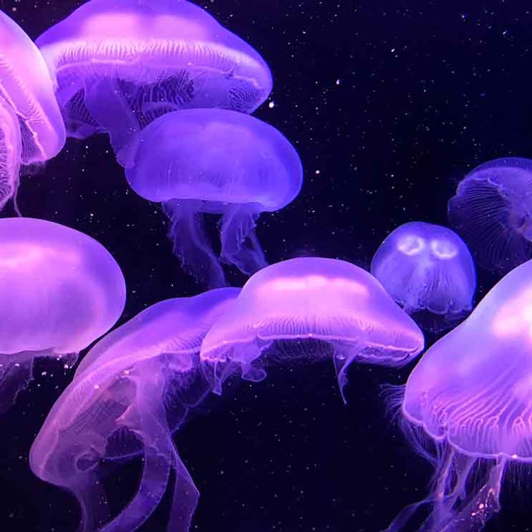 ¿Podrías tener una medusa como mascota?