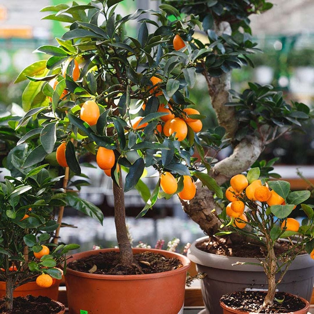 Cultivar árboles frutales enanos, una idea genial para la terraza o el jardín