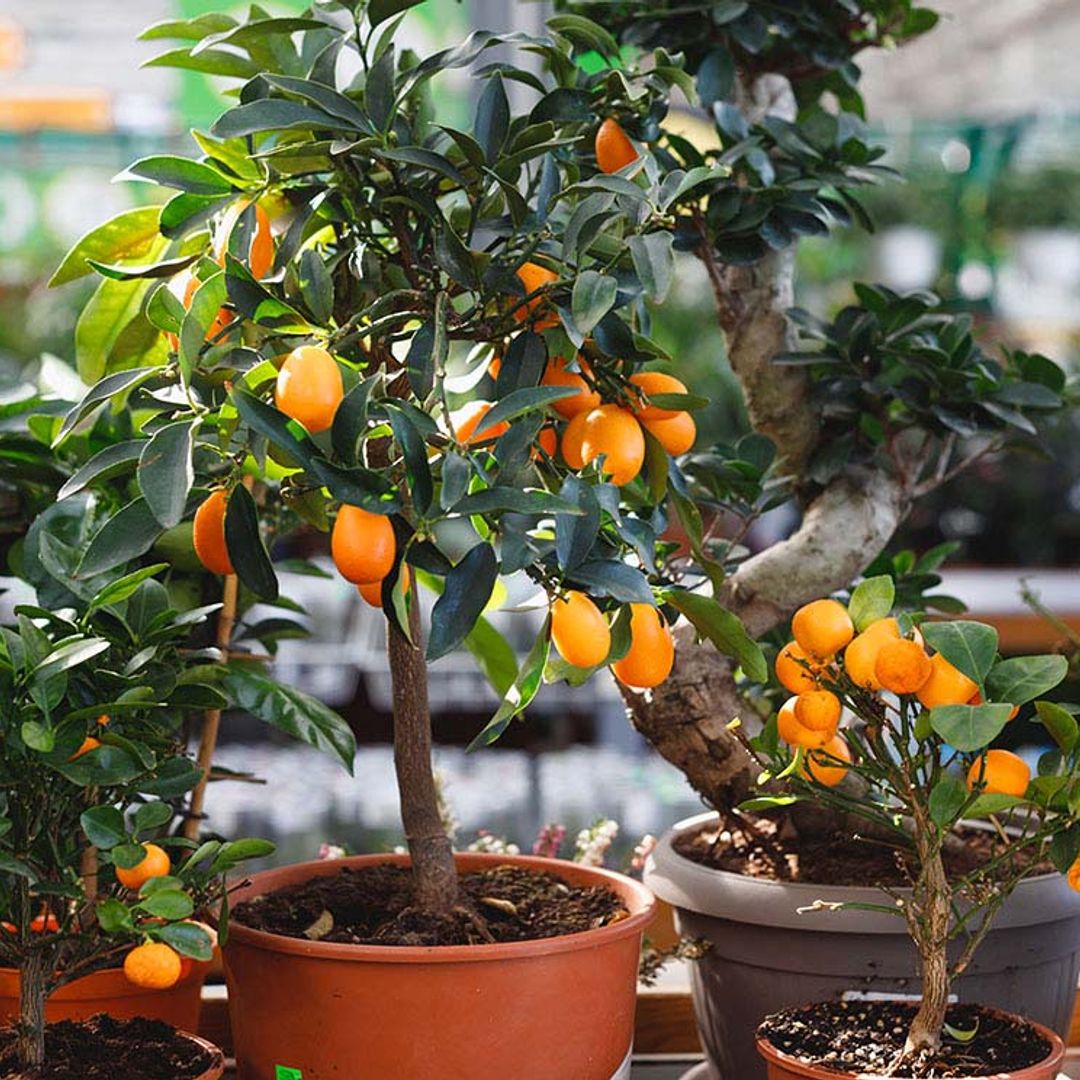 Árboles Frutales Enanos Para Macetas () Árboles Frutales Enanos Para Macetas