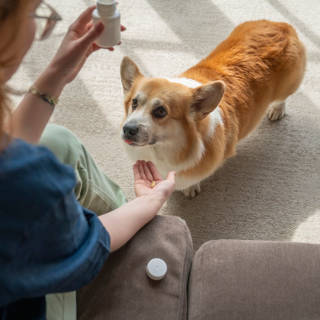 ¿Conoces los beneficios de los probióticos para perros? Esto es lo que dicen los expertos