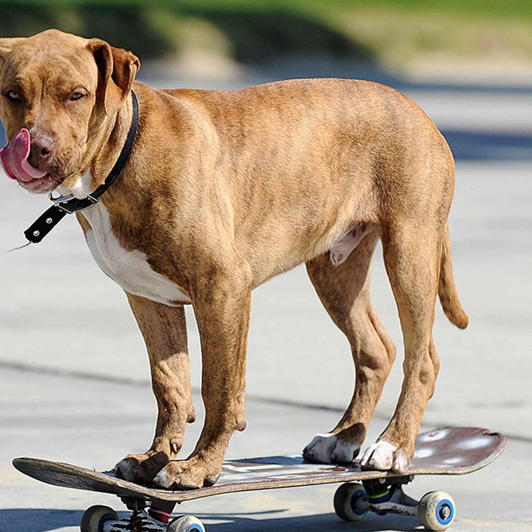 El perro 'skater' de Palma de Mallorca que arrasa en la Red