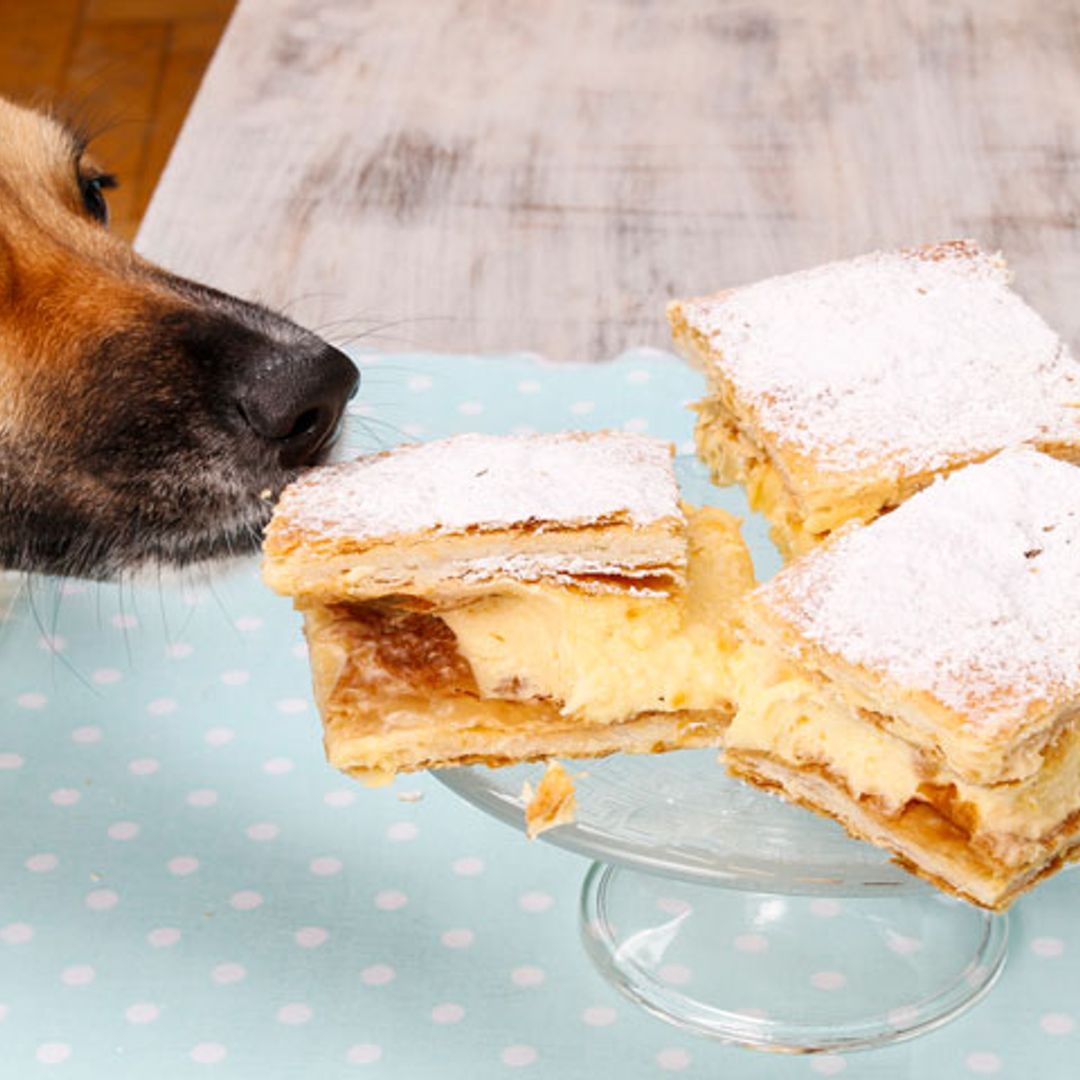 Educa a tu perro para que no pida comida en la mesa