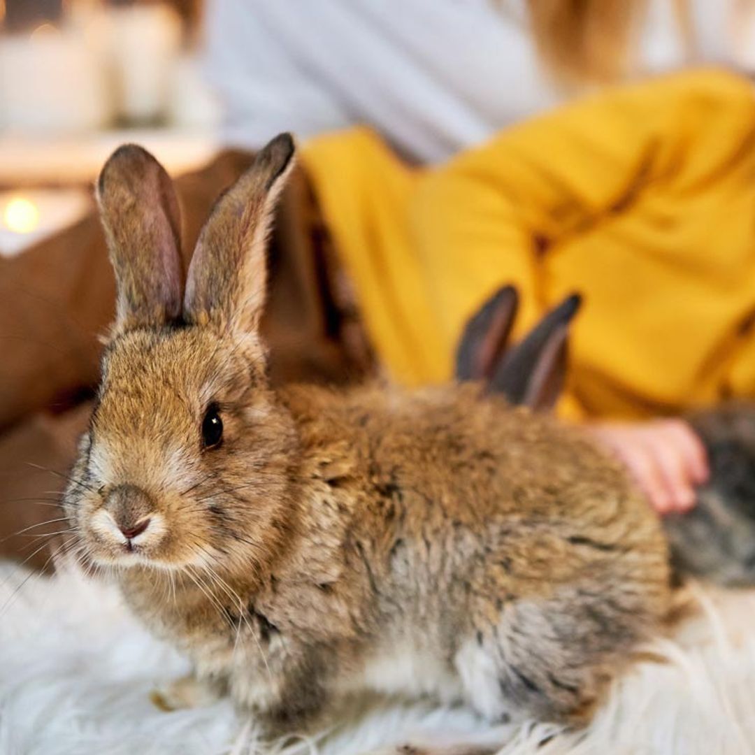 Conejo rex, la mascota alternativa a perros y gatos