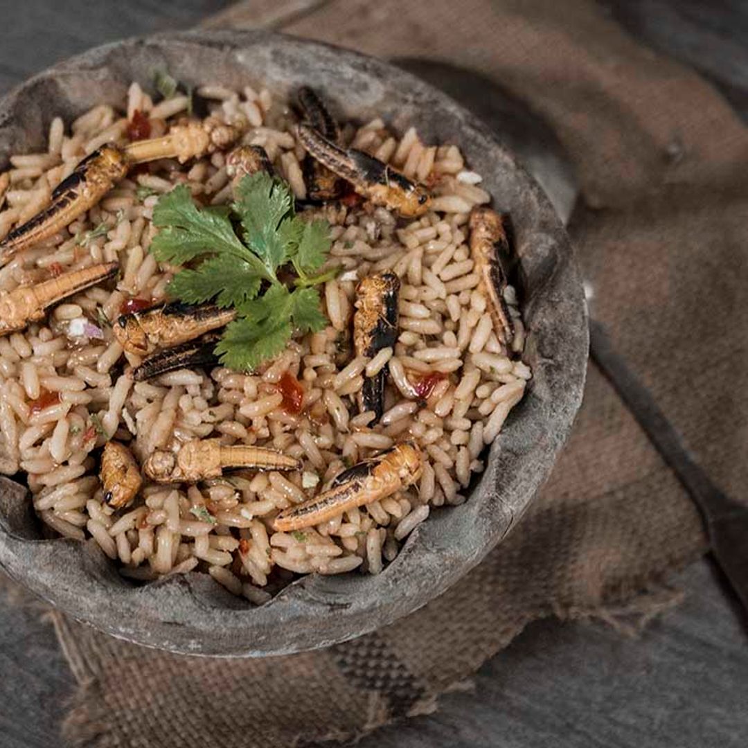 Alimentación del futuro: ¿Te atreverías a comer insectos?