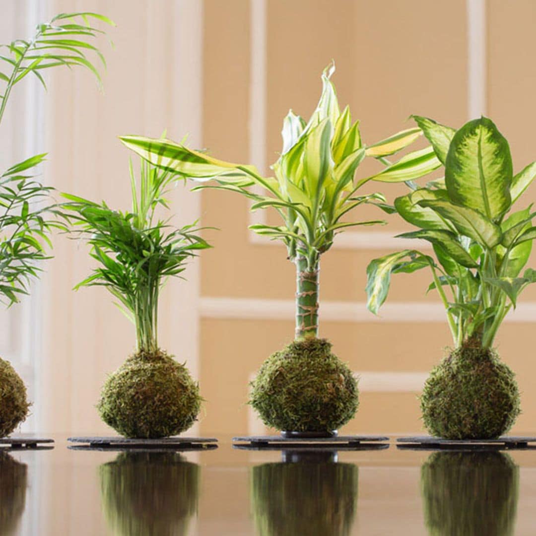 Kokedamas: cómo decorar tu casa con plantas sin maceta