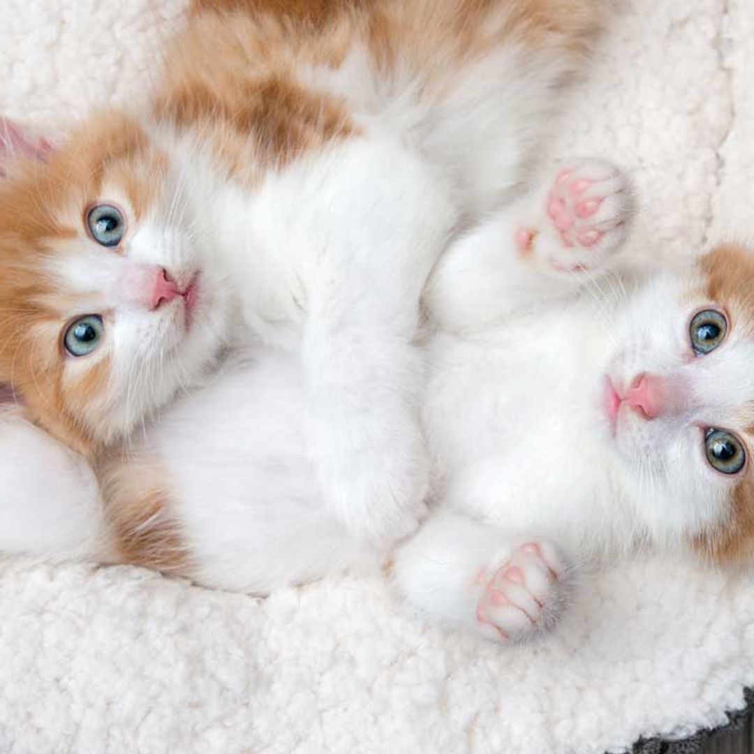 China logra clonar su primer gato y reabre el debate sobre los límites éticos de la ciencia