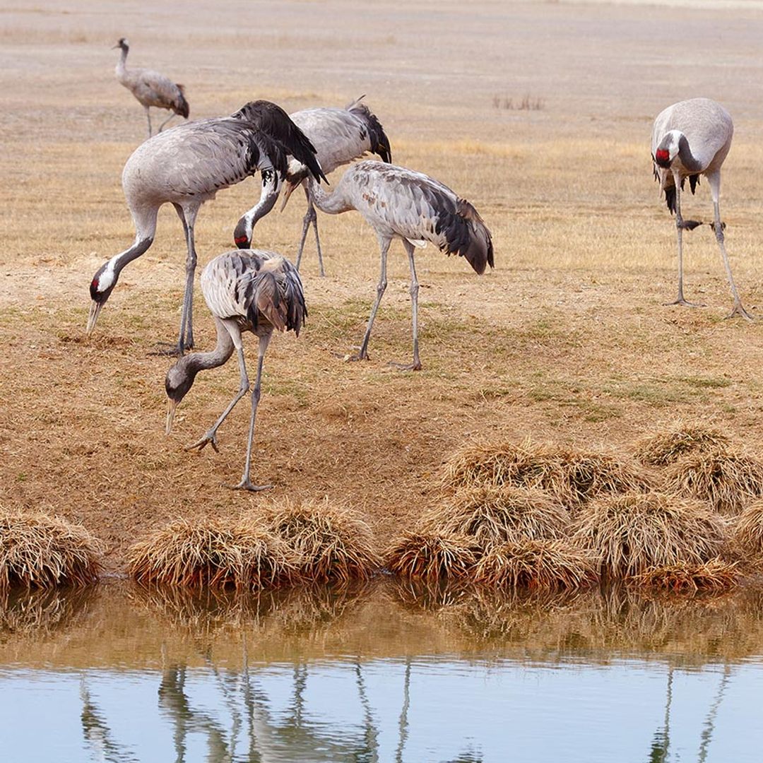 grullas en gallocanta