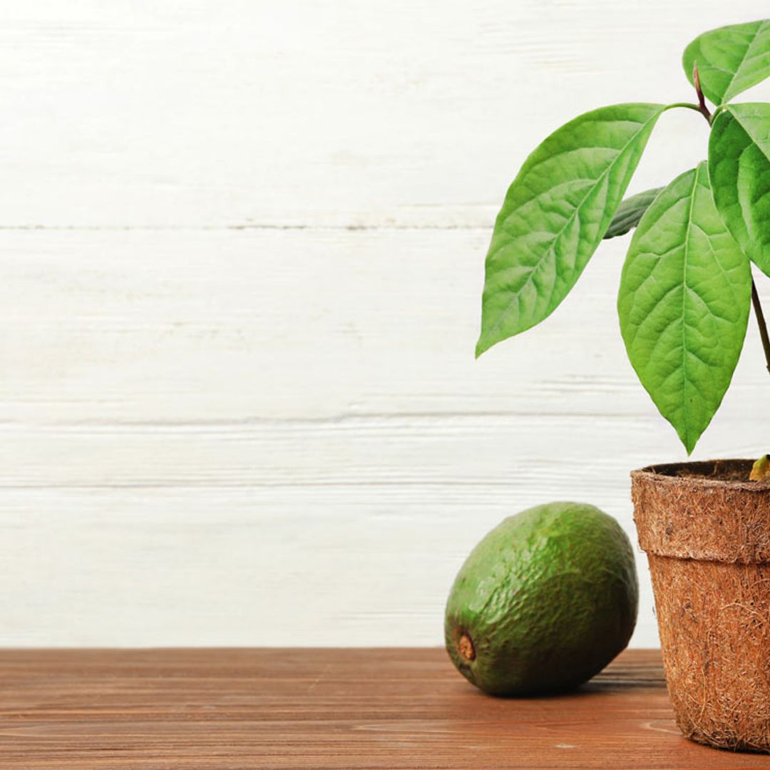 ¡Hazlo tú misma! Así puedes cultivar plantas de aguacate en casa