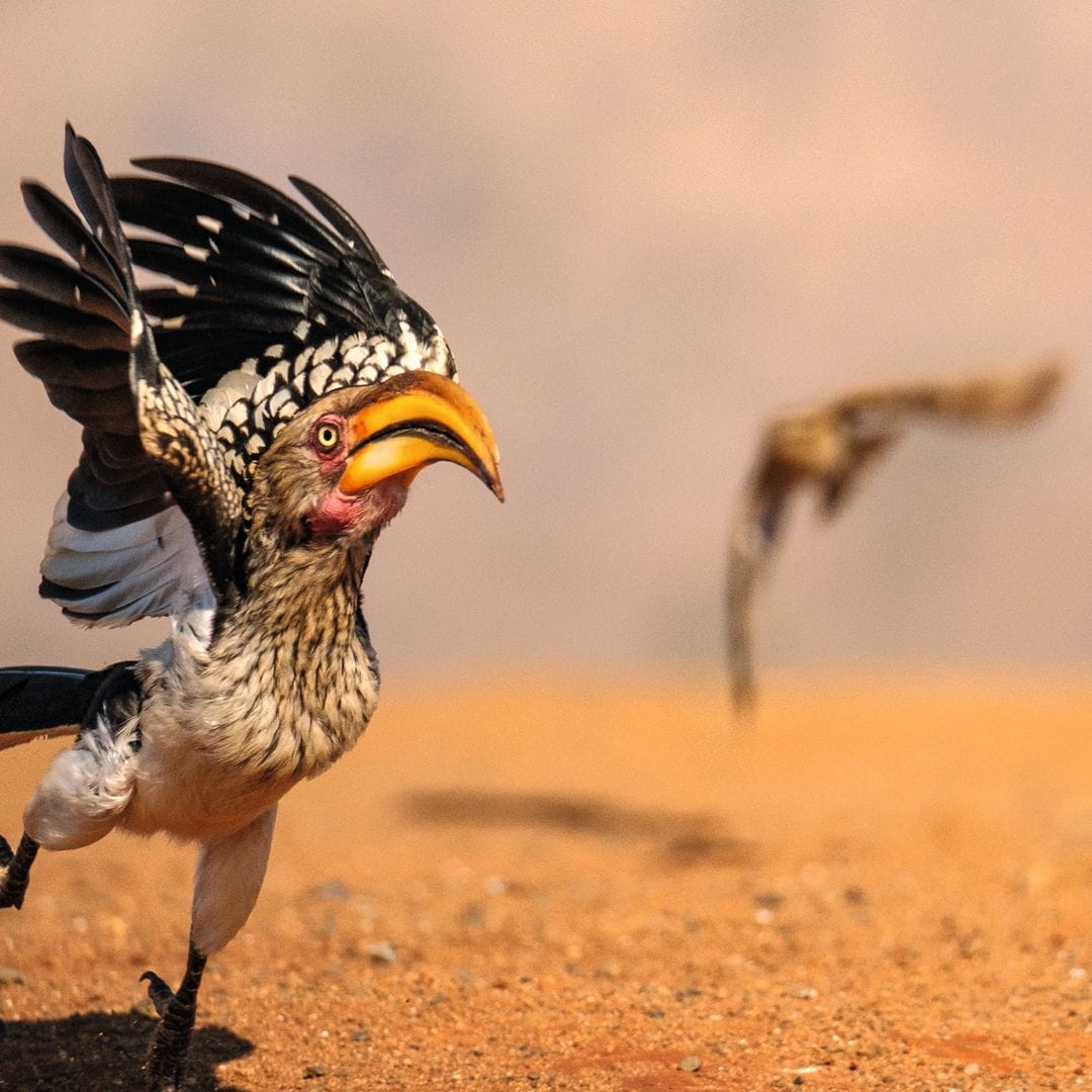 Un cálao de pico amarillo del sur (Southern Yellow-Billed Hornbill) huye apresuradamente al verse sorprendida por un águila moteada. La escena fue captada en KwaZulu-Natal (Sudáfrica).