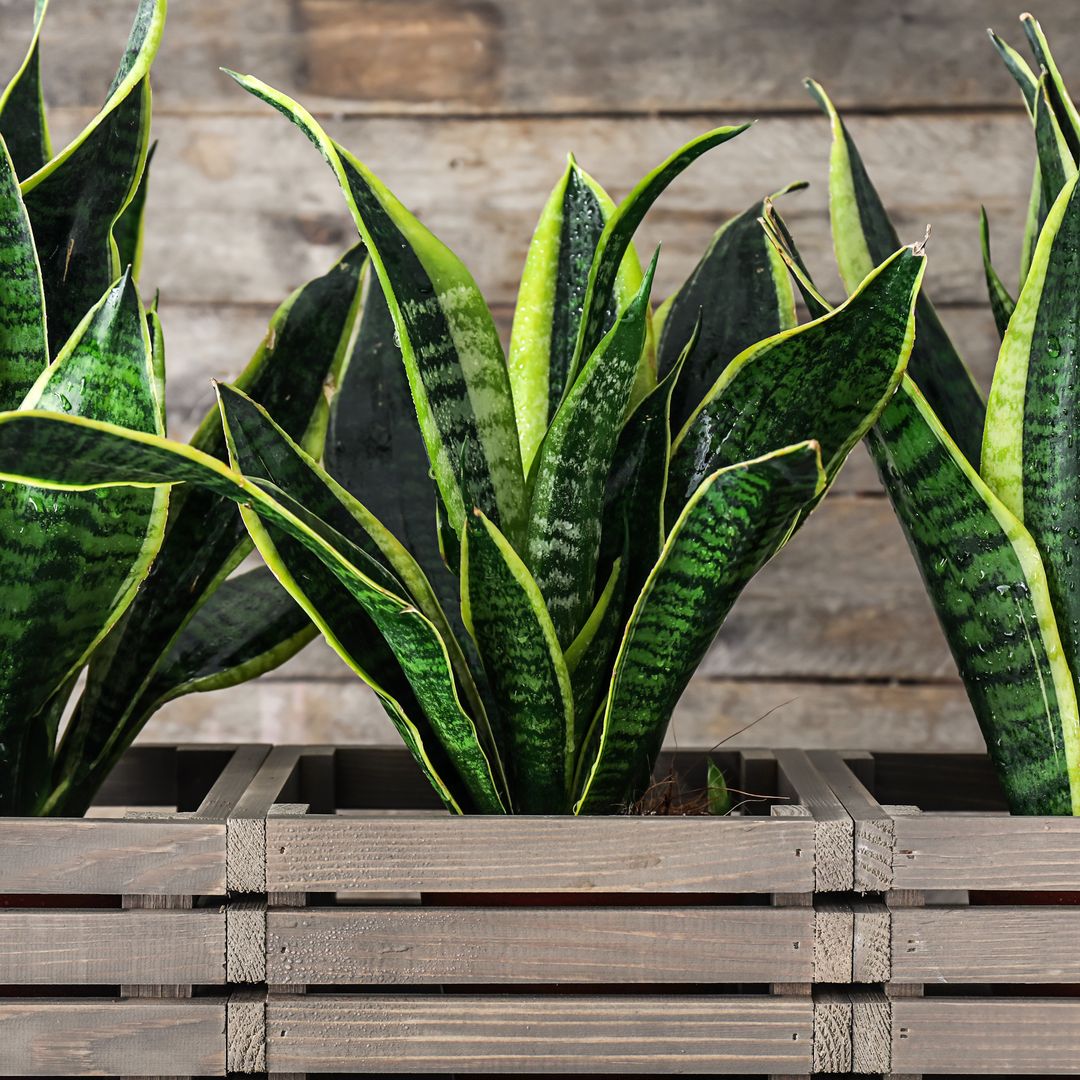 Por qué la sansevieria resiste el calor, apenas necesita agua y purifica el aire de tu casa