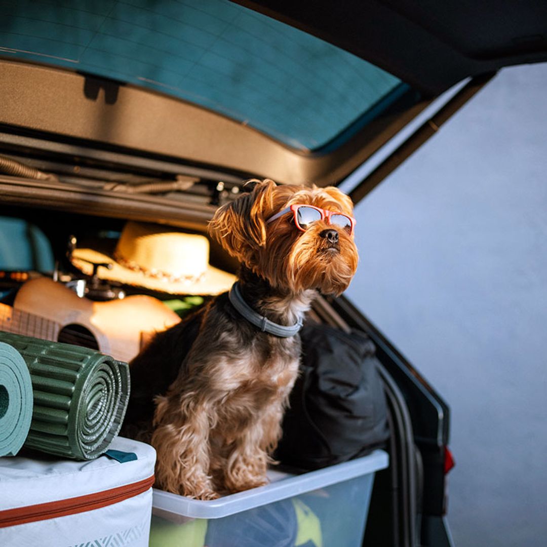 Todo lo que tienes que tener en cuenta si vas a viajar con tu perro este verano