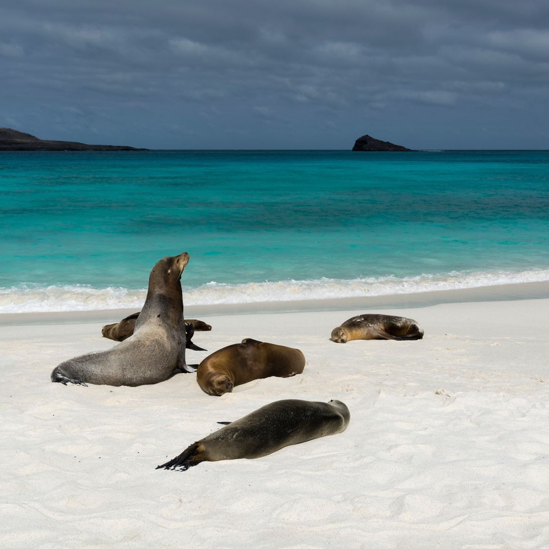 Islas Galápagos, uno de los mejores lugares del mundo para ver fauna