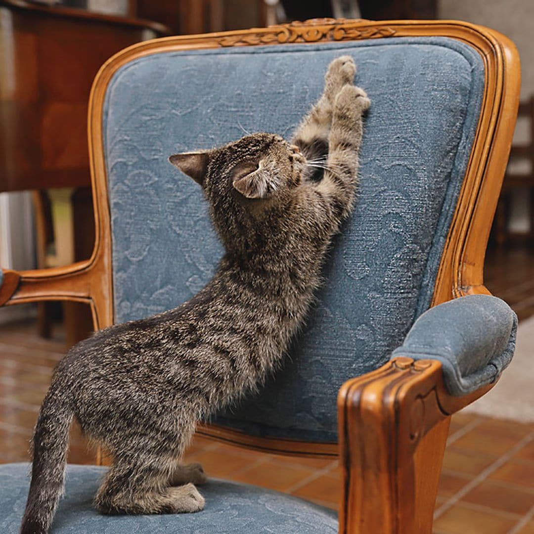 ¿Das por imposible la educación de tu gato? Te proponemos unos trucos
