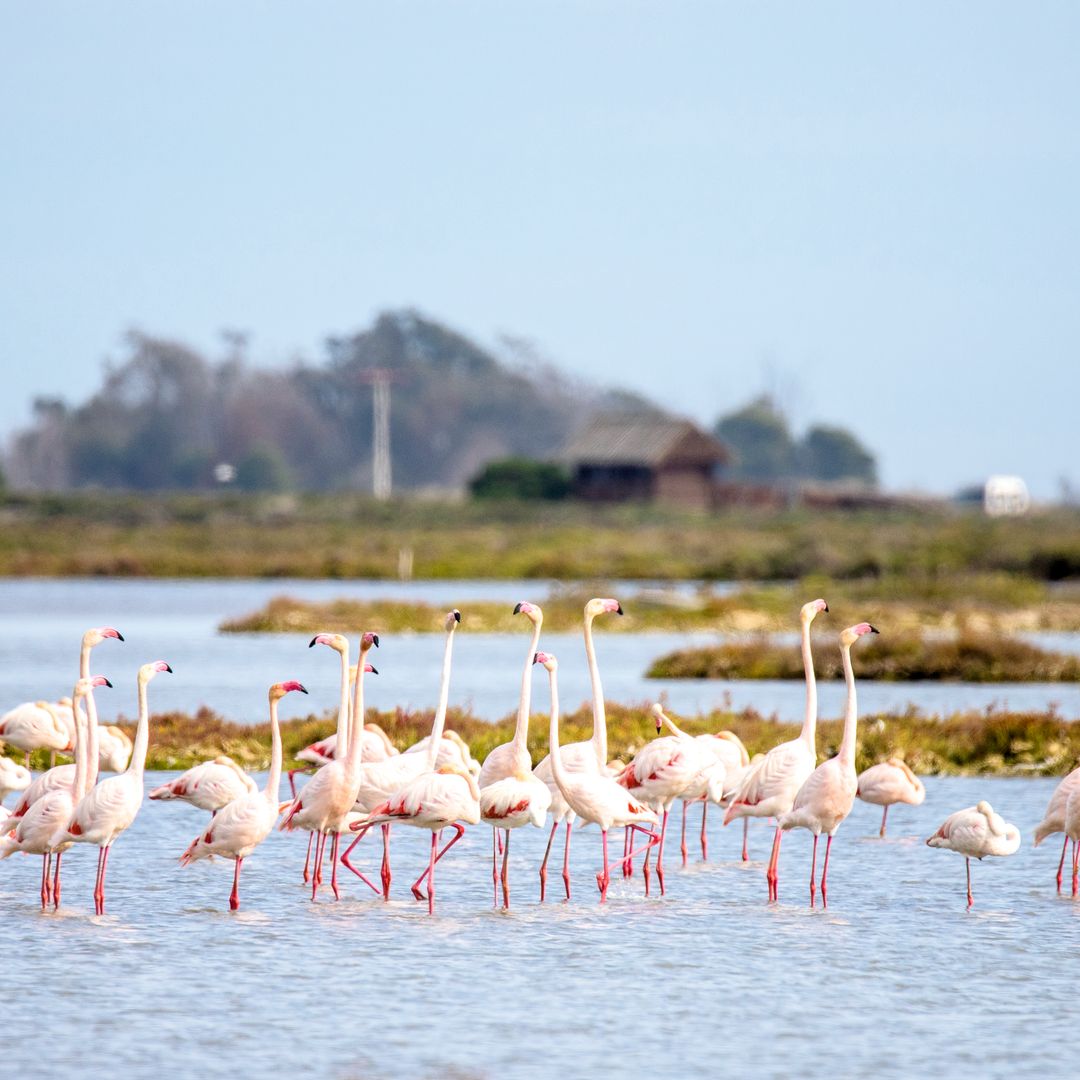Flamencos en el delta del Ebro, Tarragona