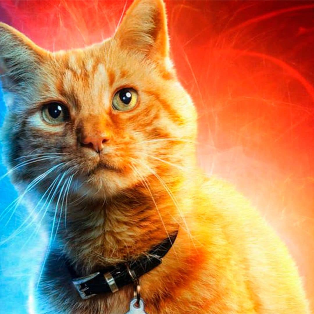Conoce a Goose, el gato de 'Capitana Marvel'