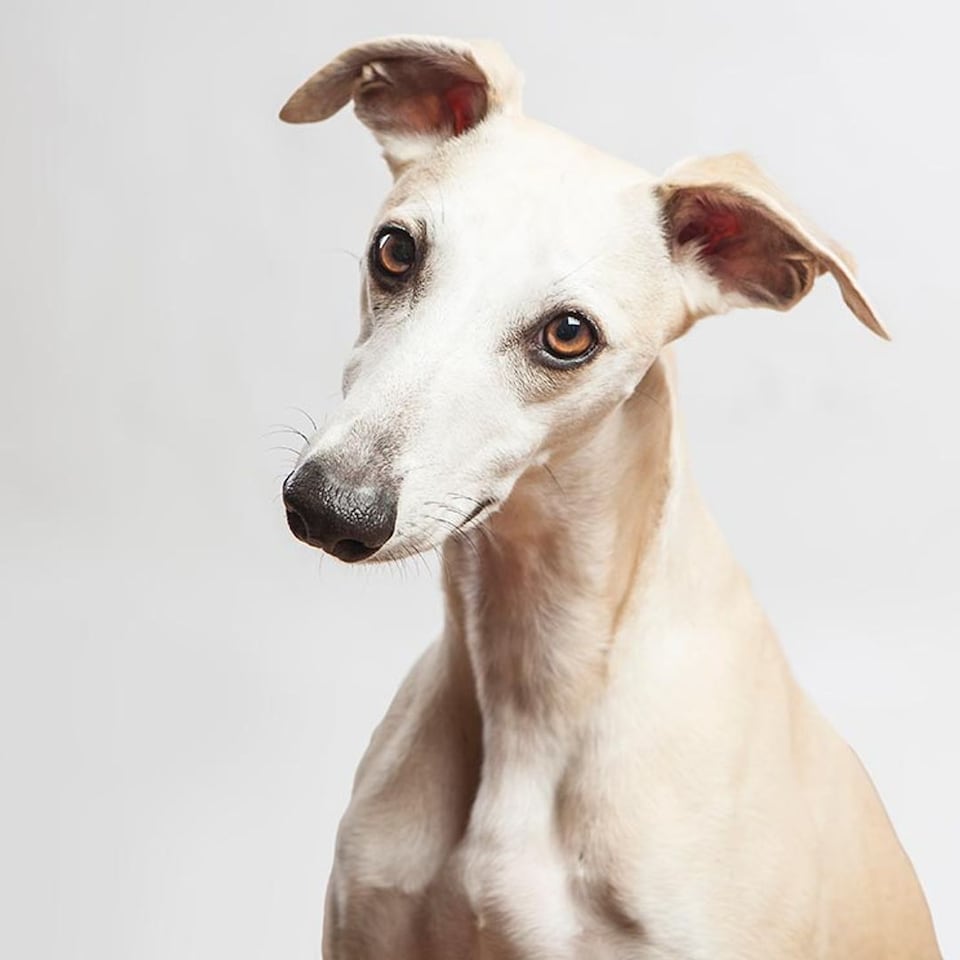 pueden los whippets quedarse solos