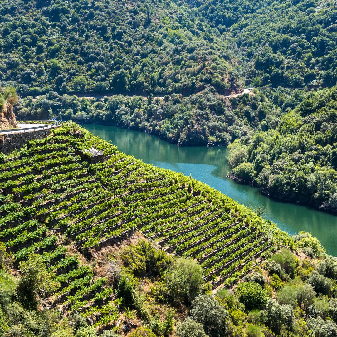 La Ribeira Sacra, en Ourense, es conocida por sus espectaculares paisajes de cañones y viñedos.