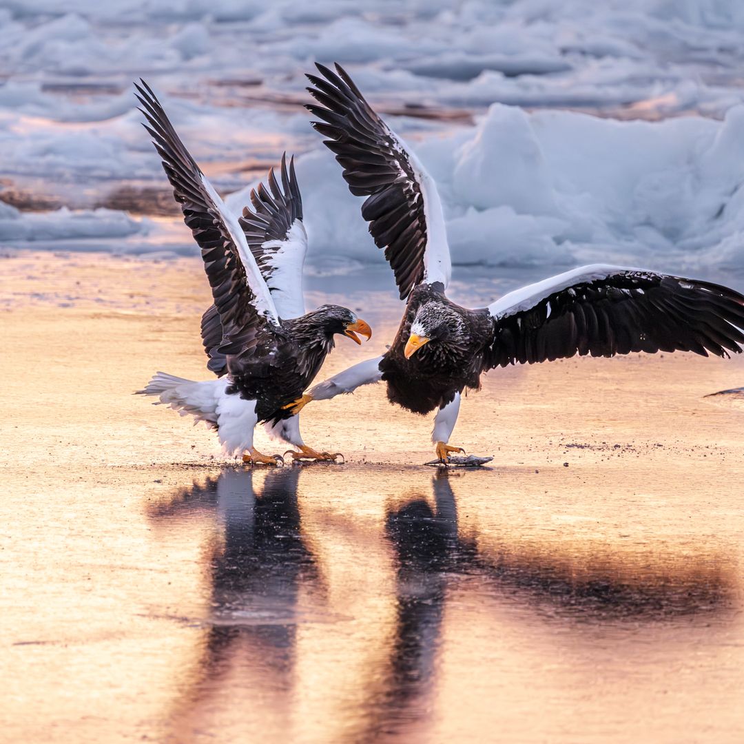 BAILES, SONRISAS Y POSES IMPOSIBLES… LAS IMÁGENES MÁS SALVAJEMENTE DIVERTIDAS DEL REINO ANIMAL