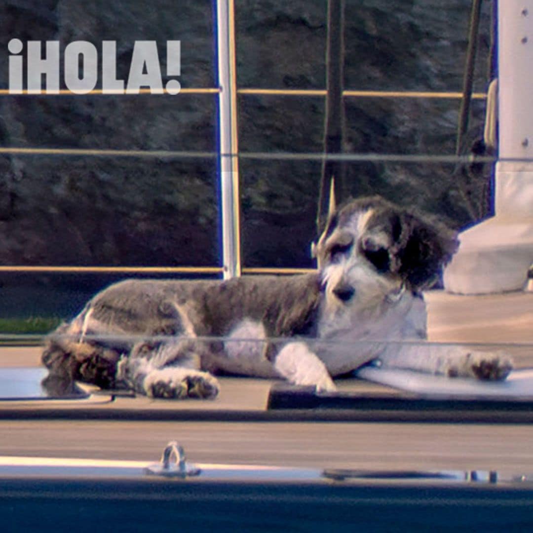 El perro de Ana de Armas tumbado
