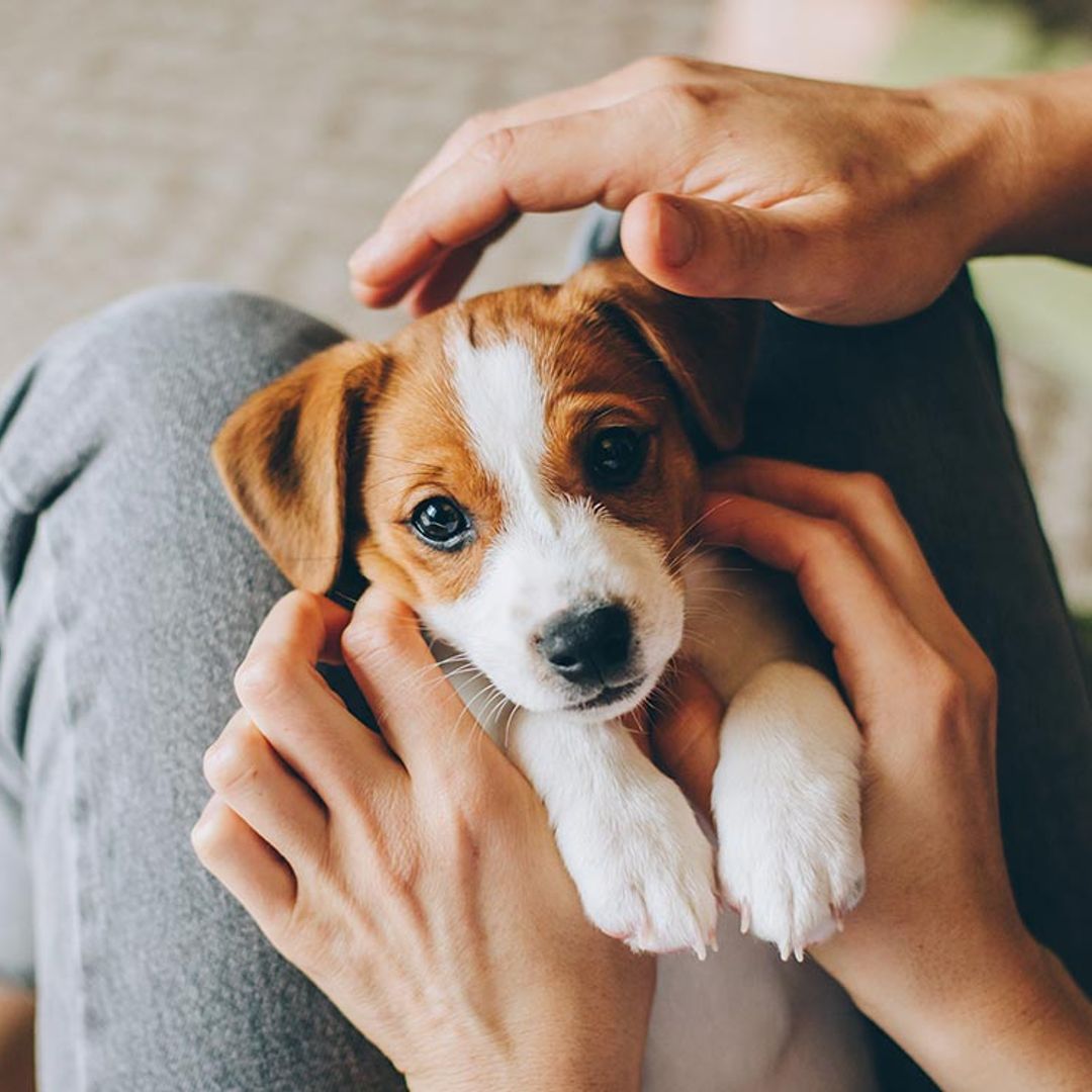 Cómo enseñar a mi cachorro a que deje de morderme