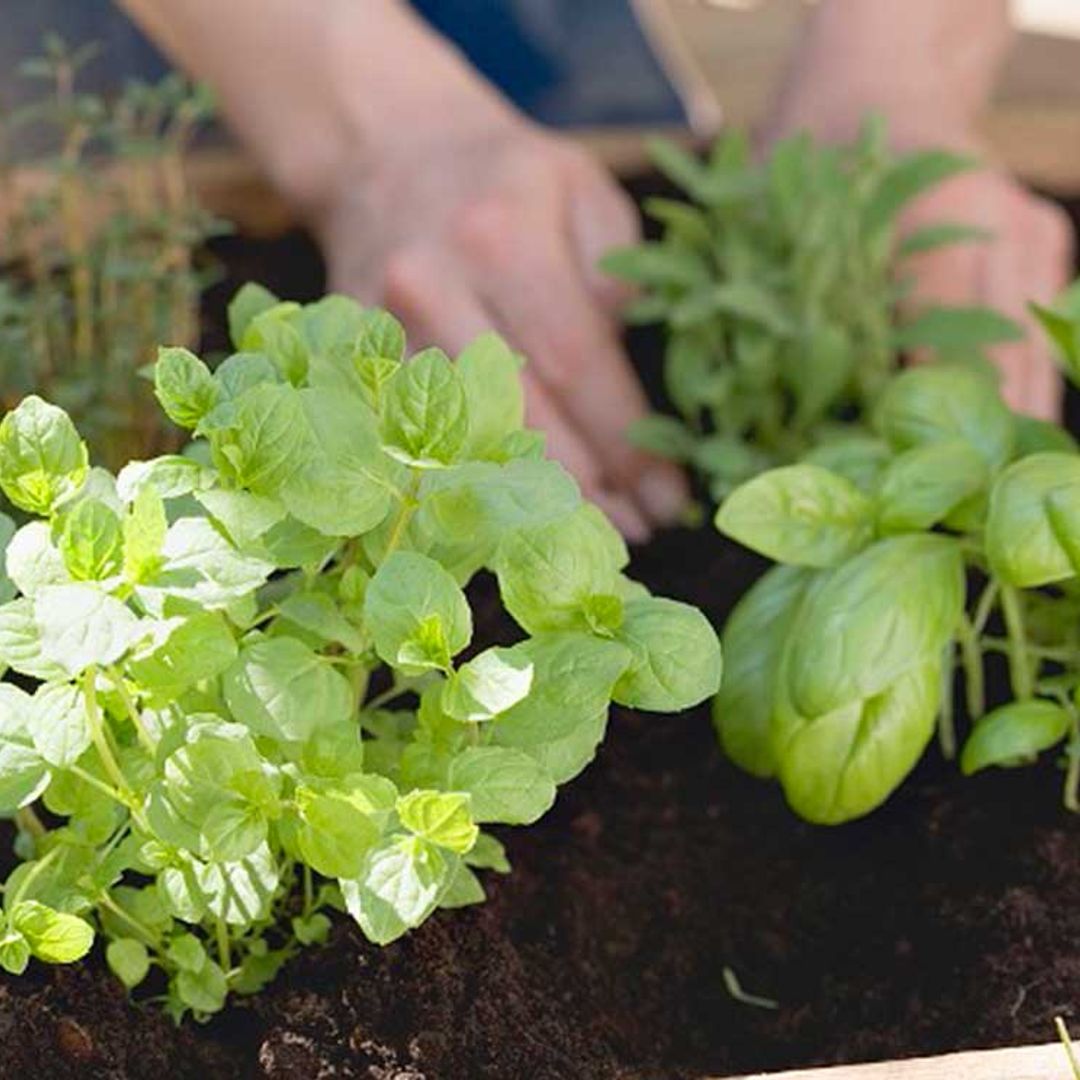 Convierte tu huerto en un botiquín natural