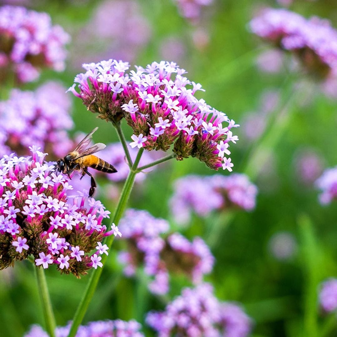 Descubre los cuidados de la verbena púrpura, una planta vivaz de fácil cultivo