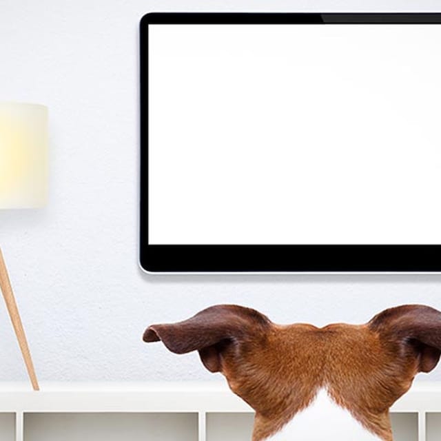 series de netlfix mascotas 1