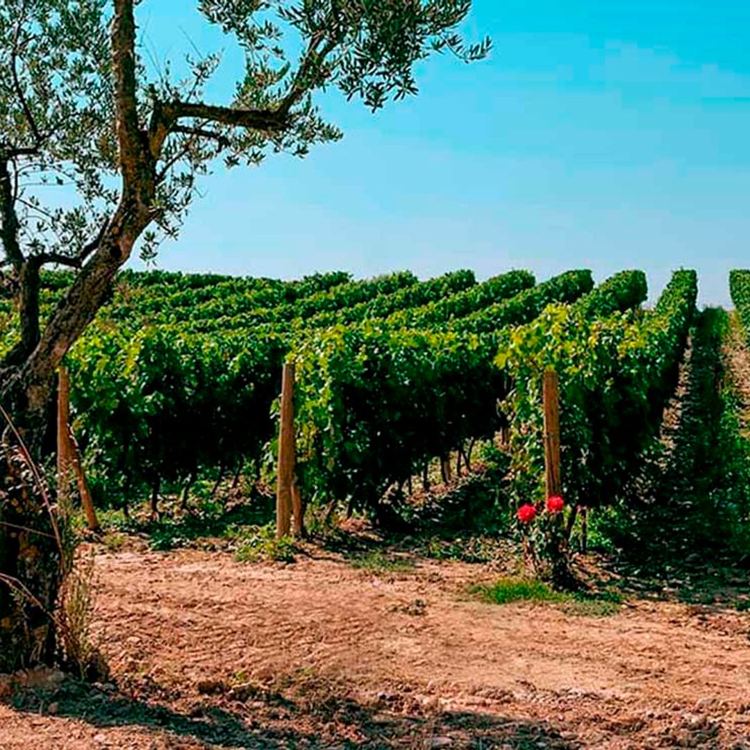 Esta bodega española será la más sostenible de Europa