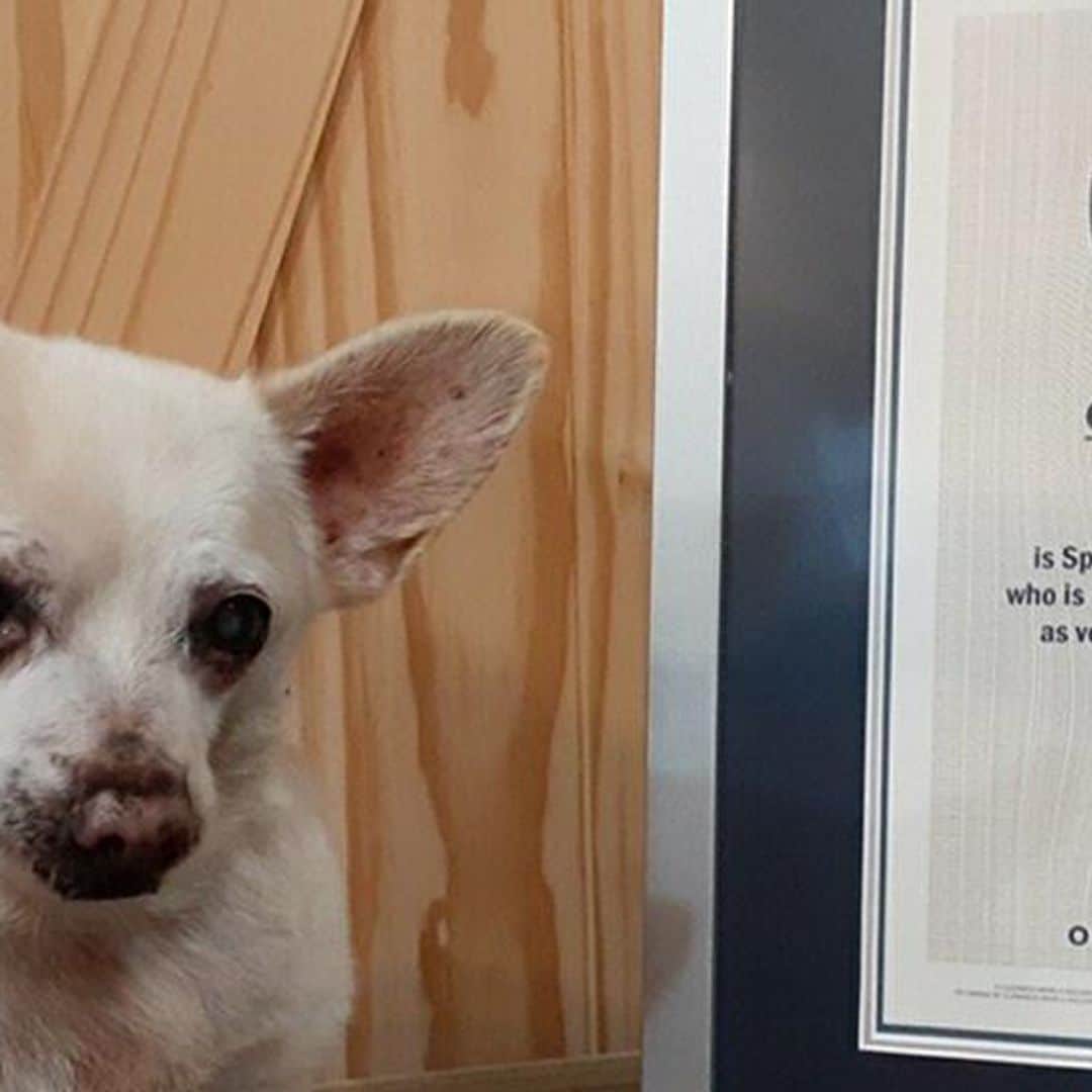 Spike, un simpático chihuahua, se convierte en el perro más viejo del mundo, ¿cuántos años tiene?