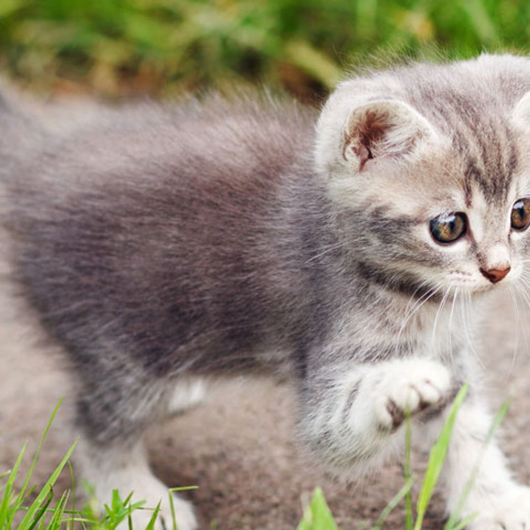 El peligro de las bolas de pelo para tu gato