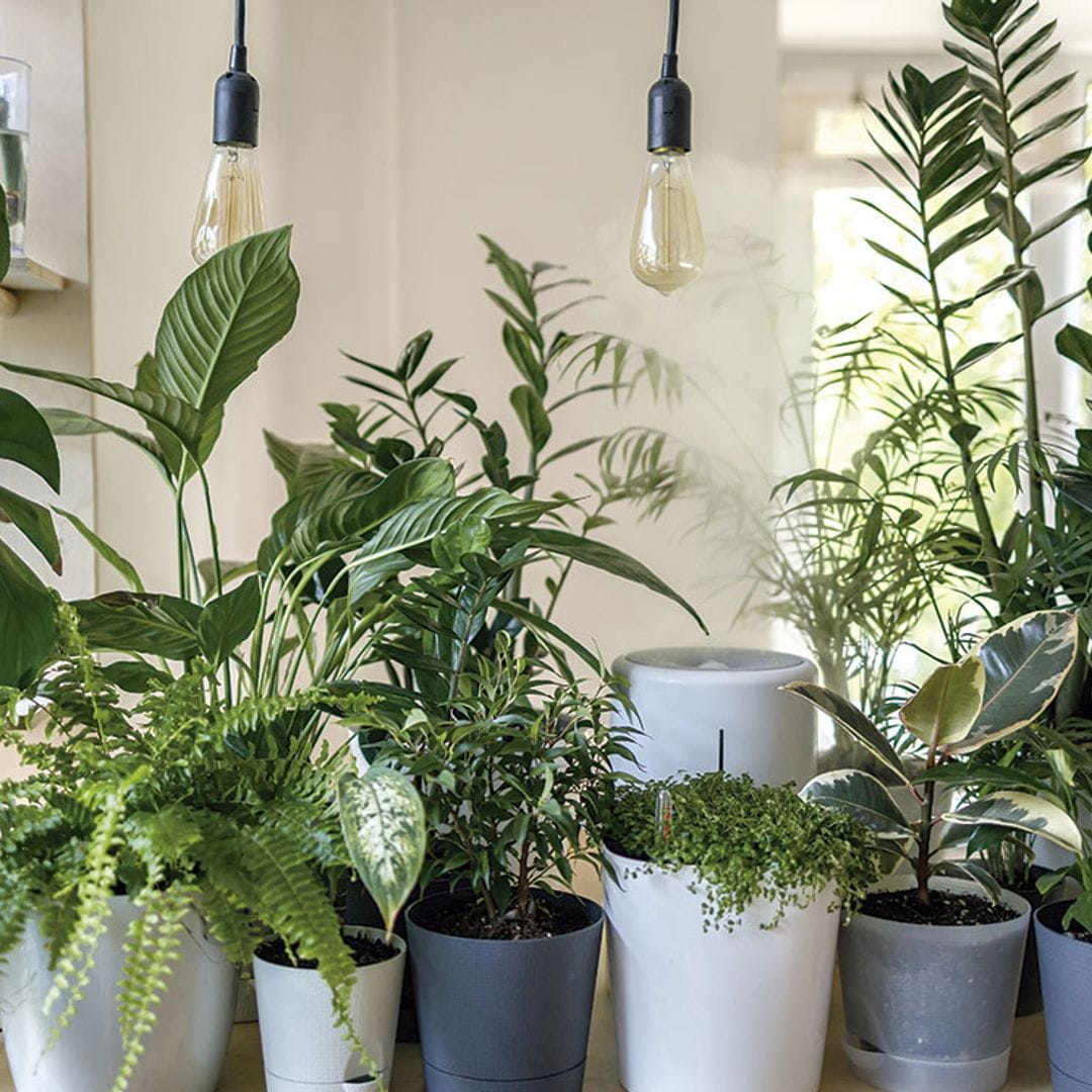 Los mejores remedios caseros para cuidar y proteger tus plantas