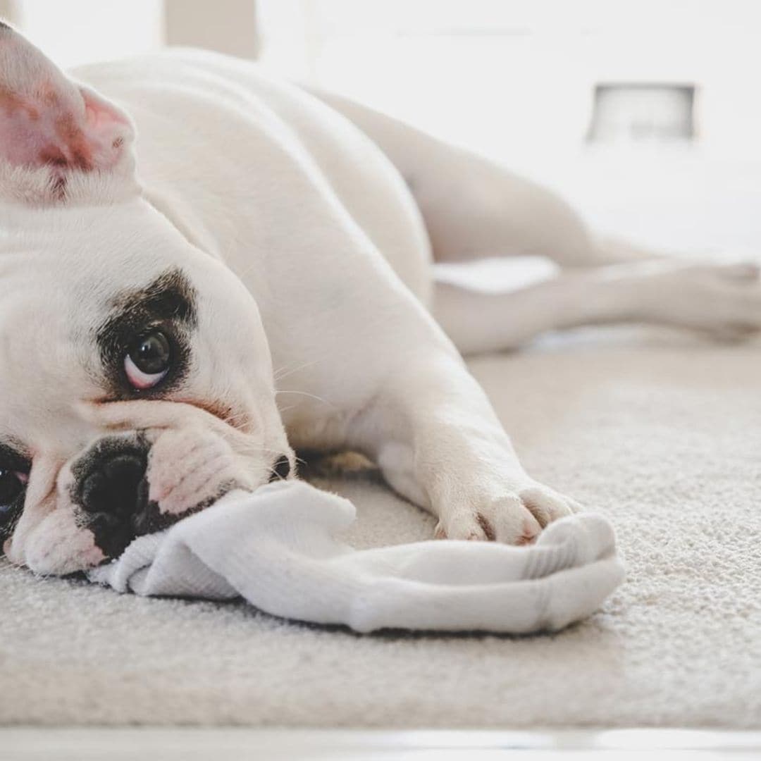 Consejos útiles que debes tener en cuenta si tu perro se come un calcetín