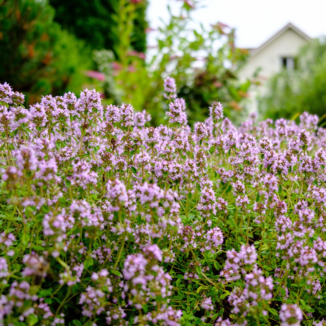 La planta aromática muy fácil de cultivar y que llenará de aroma y vida tu jardín