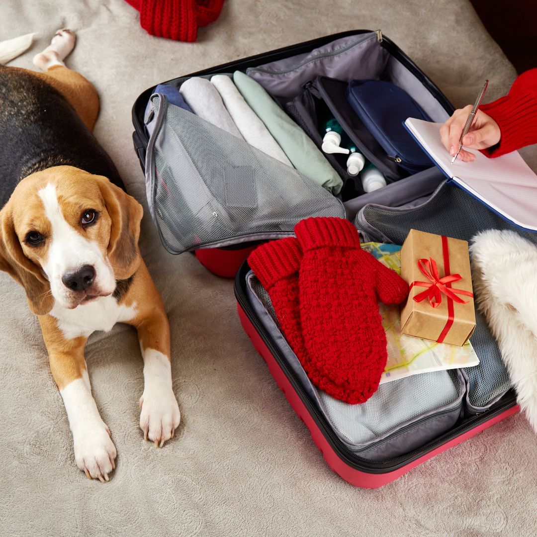 Viajar con tu mascota