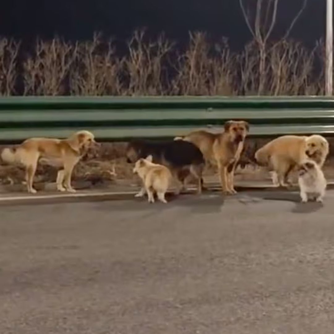 La increíble fuga de siete perros guiados por un corgi en China que ya parece una película de Disney