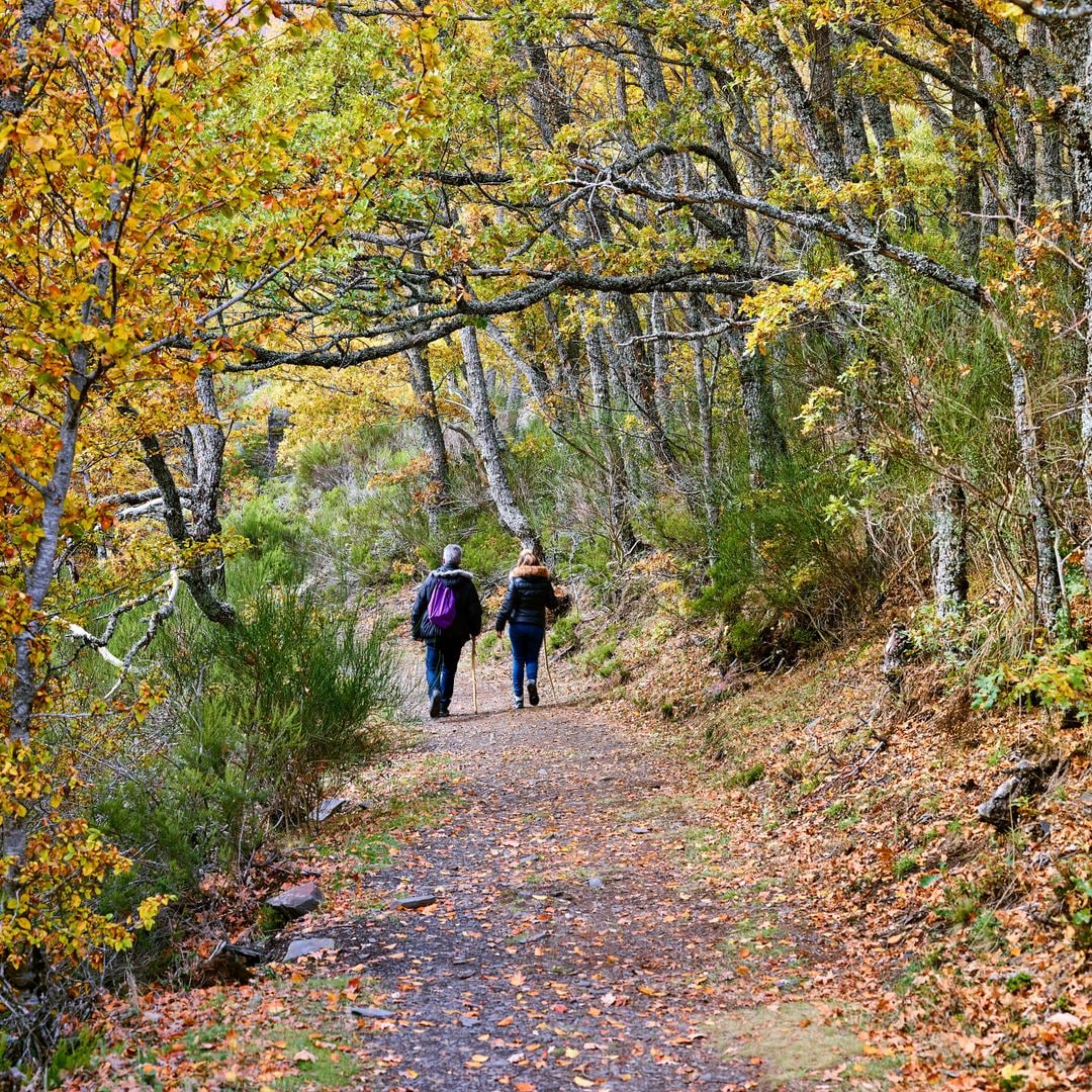 Paseo por el bosque de Tejera Negra en Guadalajara, uno de los espacios más bonitos del otoño