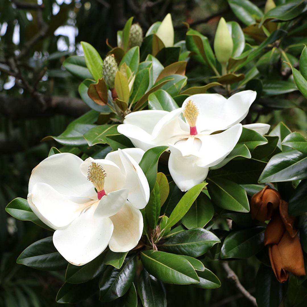 Magnolio o Magnolia grandiflora, un árbol espectacular para dar vida a tu jardín